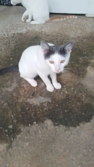 Gato raça SRD-ViraLata idade 2 a 6 meses nome Sem nome