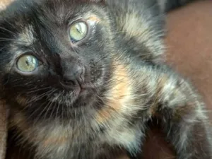 Gato raça SRD-ViraLata idade 2 a 6 meses nome Adote a Liloh