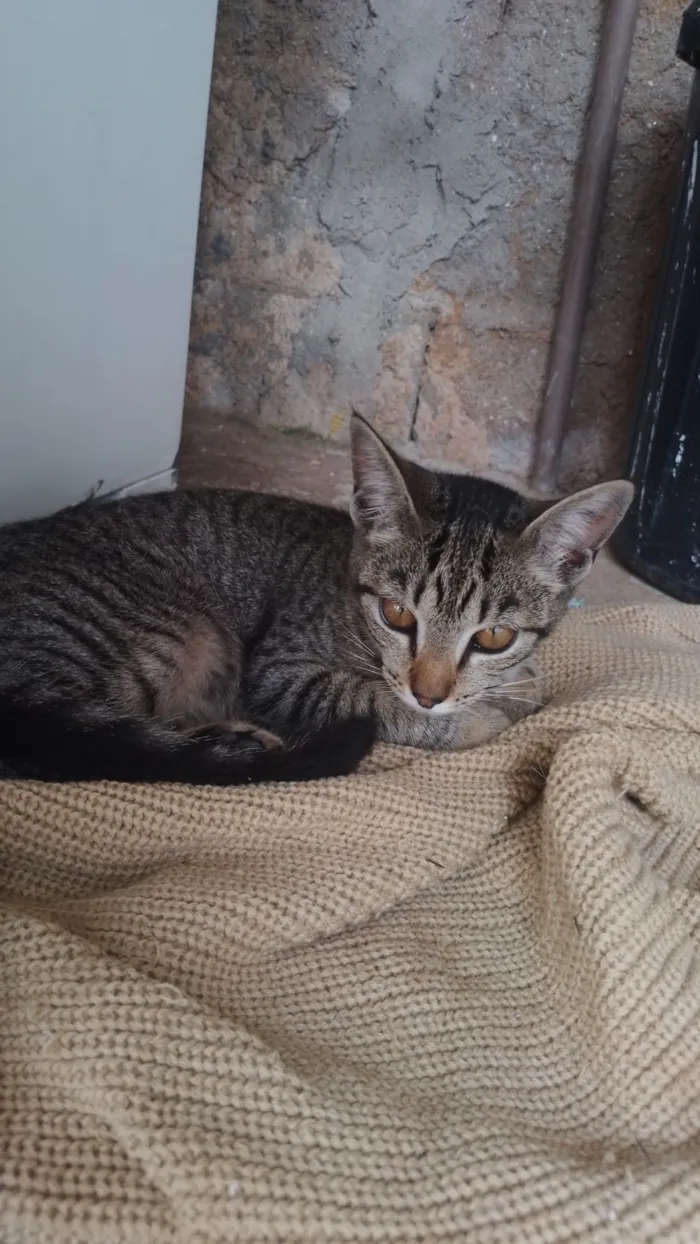 Gato raça SRD-ViraLata idade 2 a 6 meses nome Apelidada de bonitinha