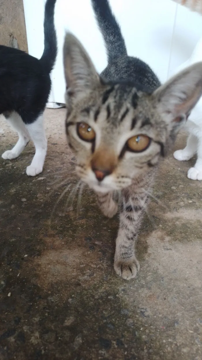 Gato raça SRD-ViraLata idade 2 a 6 meses nome Apelidada de bonitinha