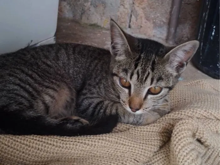 Gato raça SRD-ViraLata idade 2 a 6 meses nome Apelidada de bonitinha