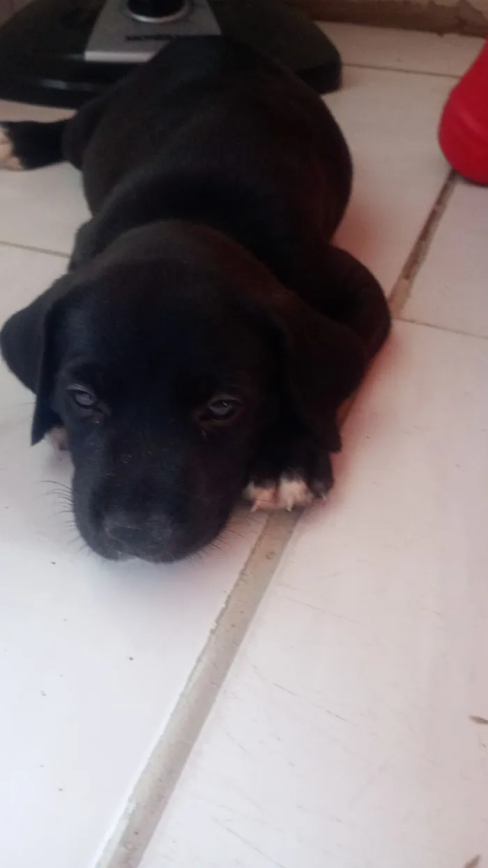 Cachorro raça Labrador idade Abaixo de 2 meses nome Hank 