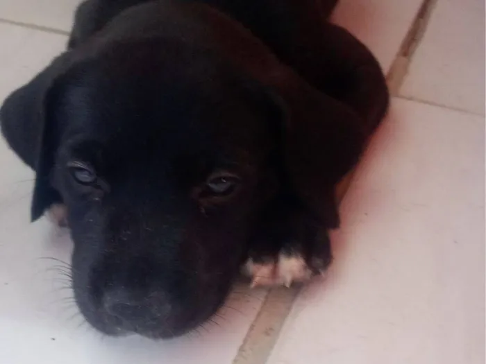 Cachorro raça Labrador idade Abaixo de 2 meses nome Hank 