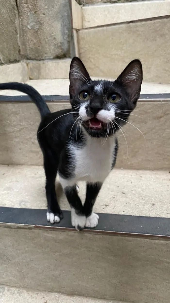 Gato raça SRD-ViraLata idade 2 a 6 meses nome Franco