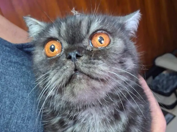 Gato raça Exótico idade 6 ou mais anos nome Aladim