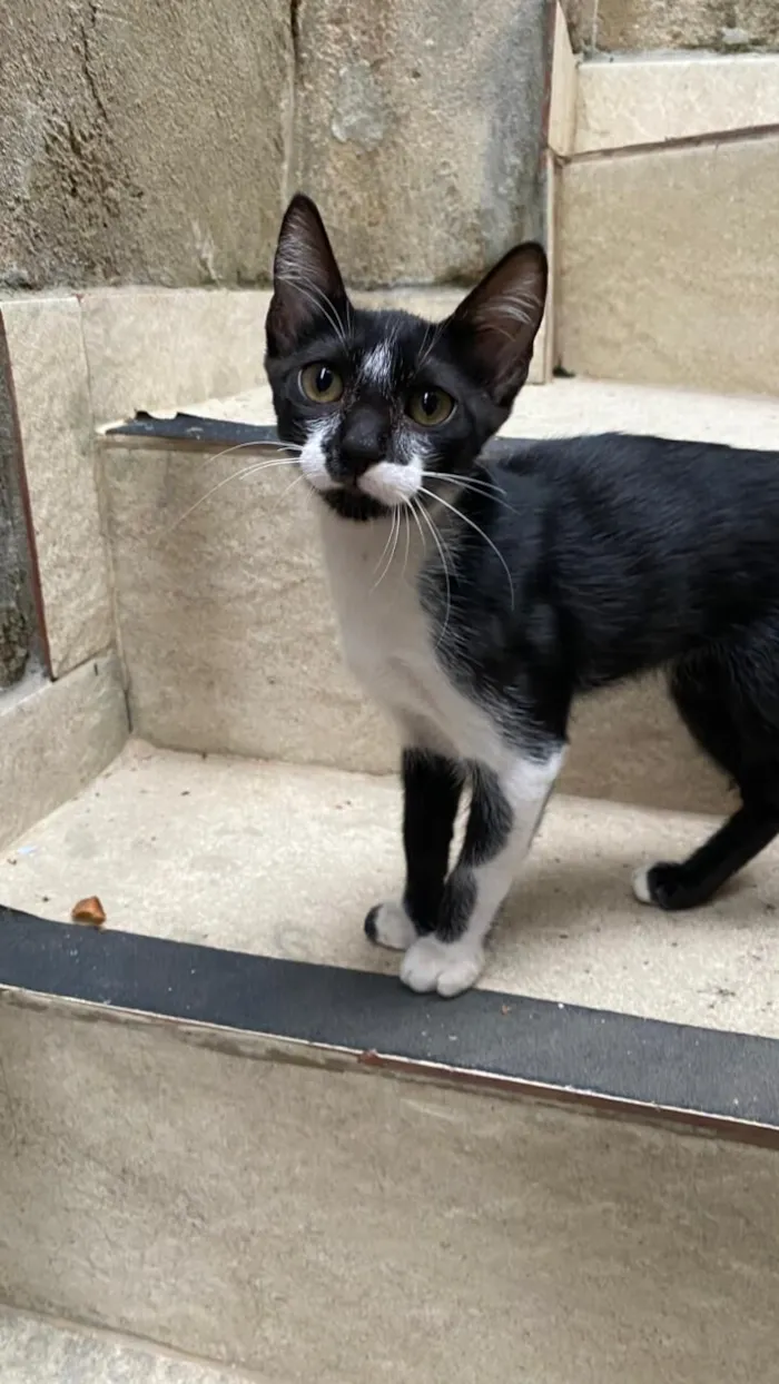 Gato raça SRD-ViraLata idade 2 a 6 meses nome Franco