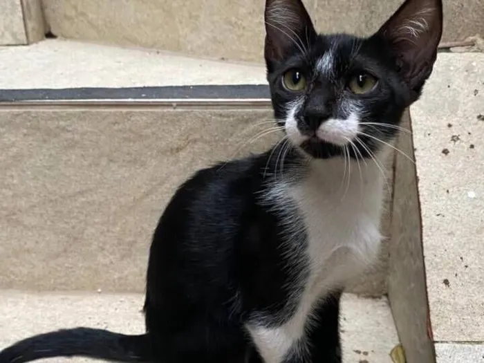 Gato raça SRD-ViraLata idade 2 a 6 meses nome Franco