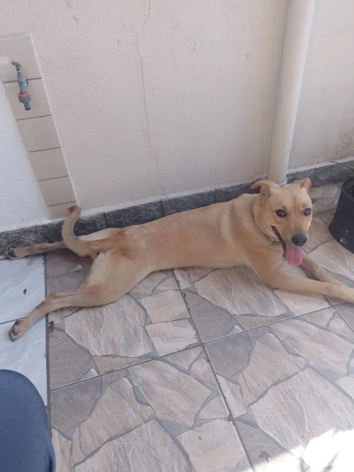 Cachorro raça SRD-ViraLata idade 2 anos nome Hanna