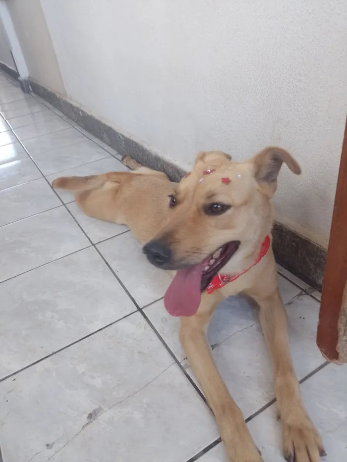 Cachorro raça SRD-ViraLata idade 2 anos nome Hanna