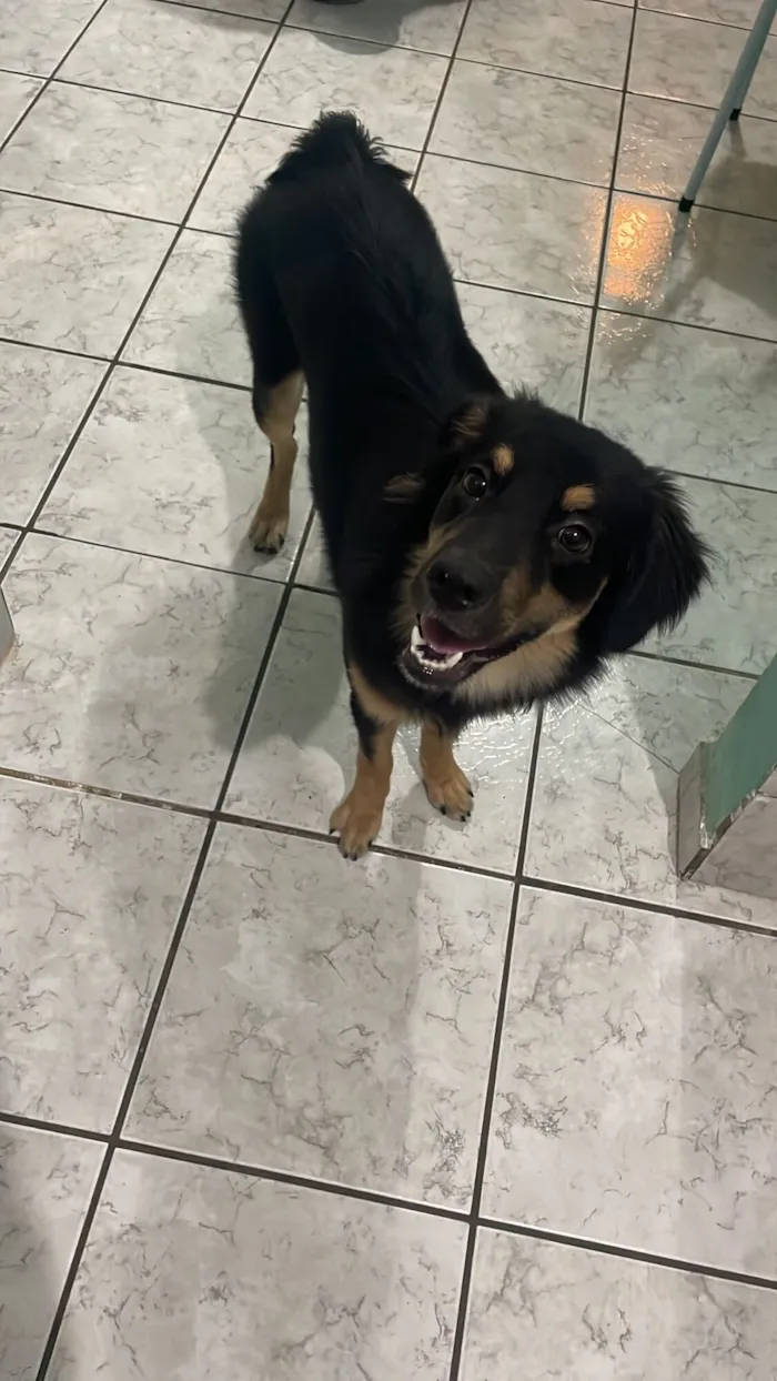 Cachorro raça Labrador idade 2 anos nome Mel 