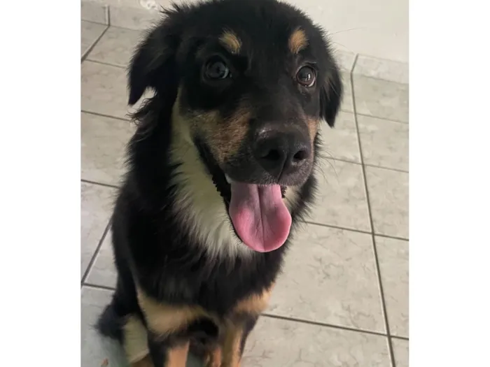 Cachorro raça Labrador idade 2 anos nome Mel 