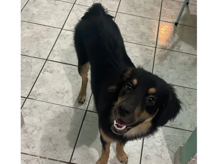 Cachorro raça Labrador idade 2 anos nome Mel 