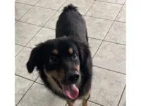 Cachorro raça Labrador idade 2 anos nome Mel 