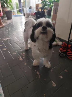 Cachorro raça Shitzu idade 6 ou mais anos nome Jorel