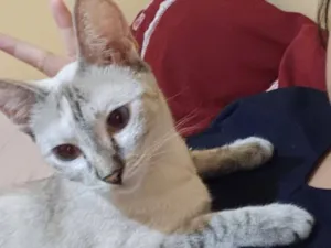 Gato raça Siamês idade 1 ano nome Xuxu