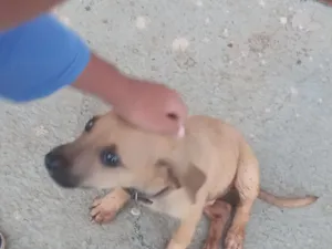 Cachorro raça SRD-ViraLata idade 2 a 6 meses nome Luppy 