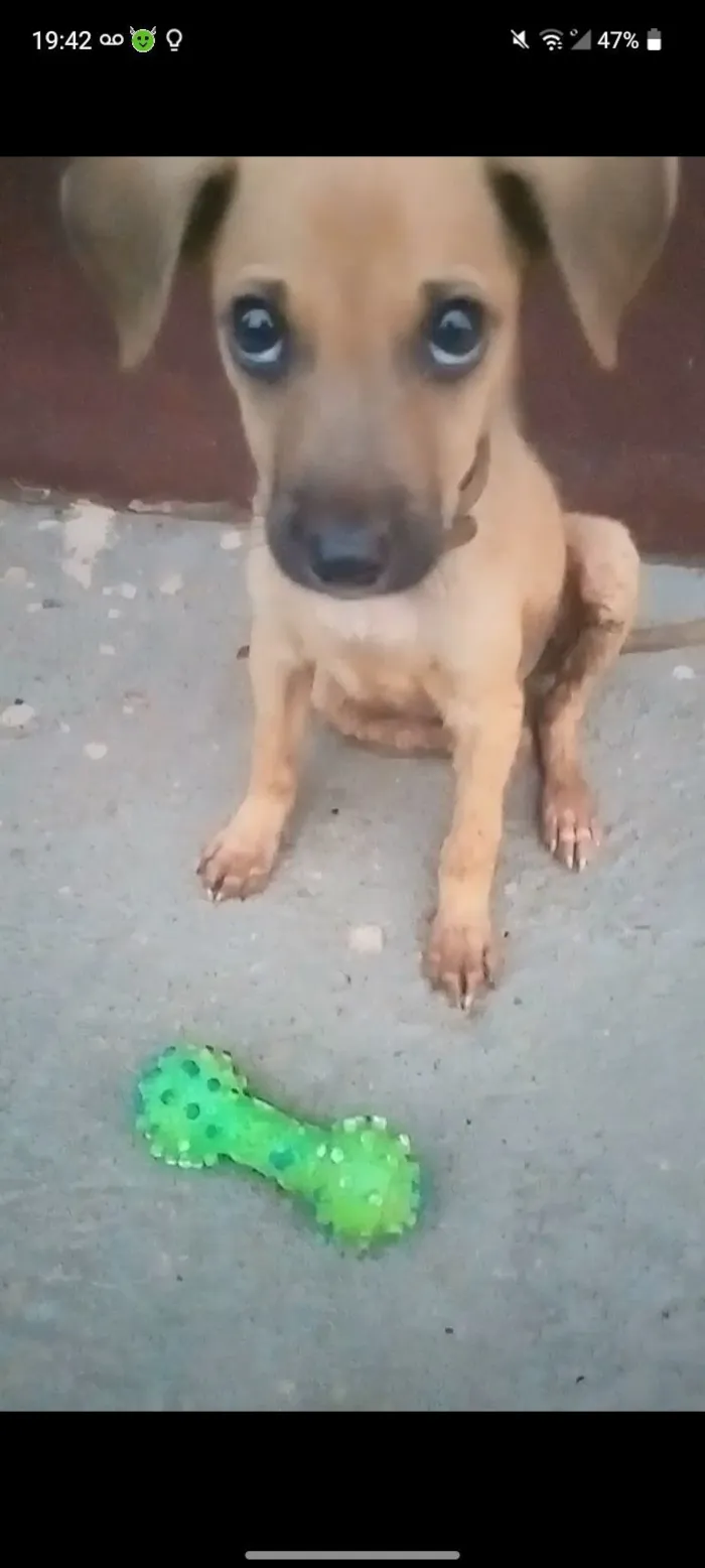 Cachorro raça SRD-ViraLata idade 2 a 6 meses nome Luppy 