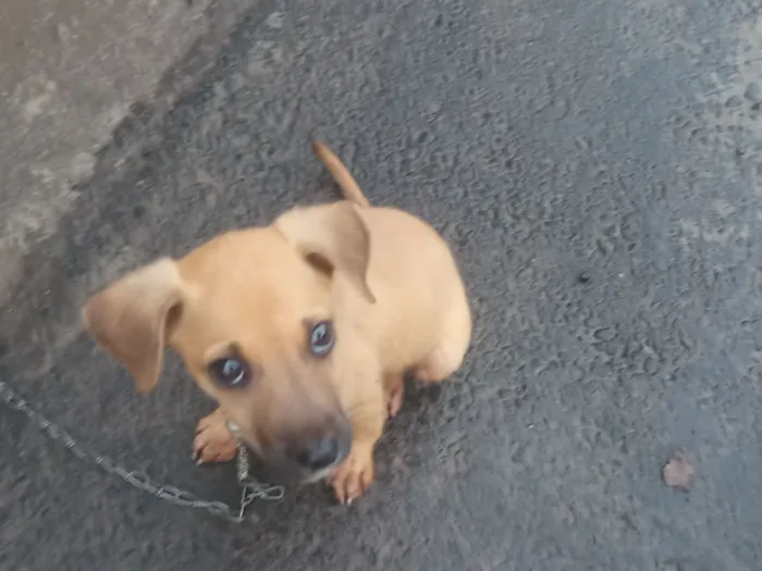 Cachorro raça SRD-ViraLata idade 2 a 6 meses nome Luppy 