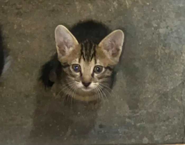 Gato raça SRD-ViraLata idade Abaixo de 2 meses nome Mabel