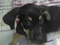 Cachorro raça SRD-ViraLata idade 2 a 6 meses nome Ainda não tem nome