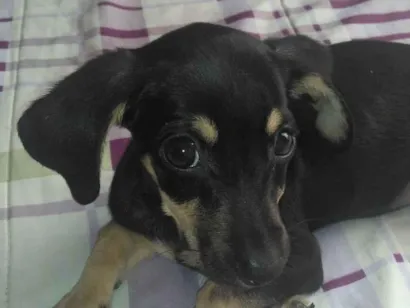 Cachorro raça SRD-ViraLata idade 2 a 6 meses nome Ainda não tem nome