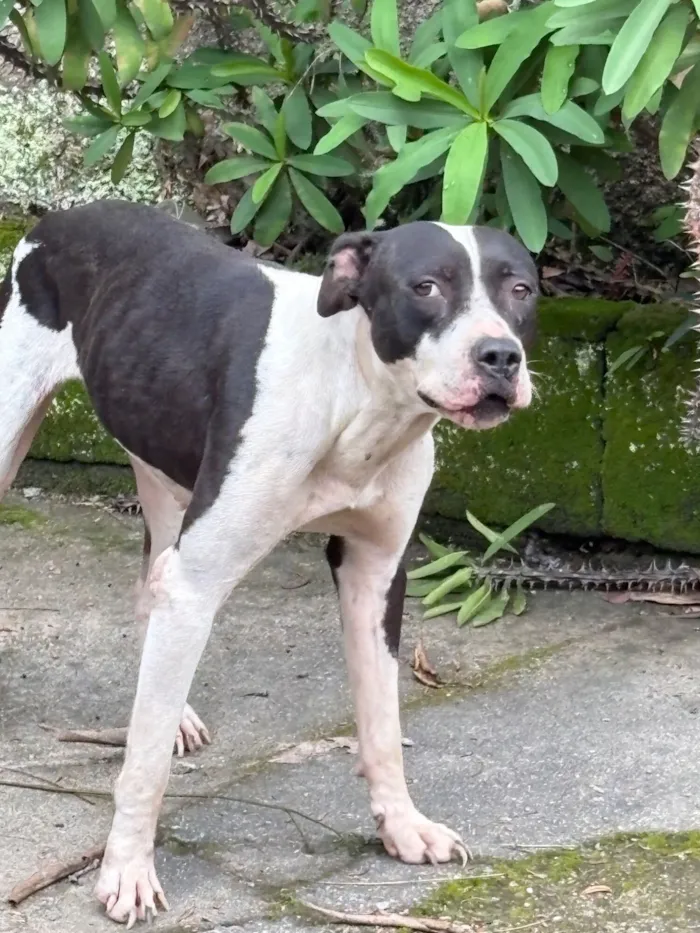 Cachorro raça Pit-Bull idade 4 anos nome Não sabemos o nome 