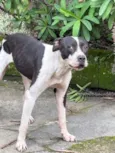 Cachorro raça Pit-Bull idade 4 anos nome Não sabemos o nome 