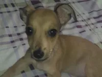 Cachorro raça SRD-ViraLata idade 2 a 6 meses nome Aínda não tem nome