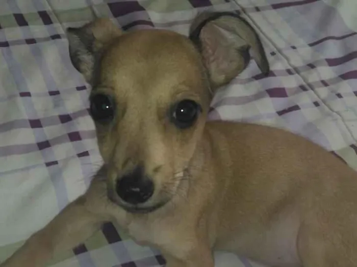 Cachorro raça SRD-ViraLata idade 2 a 6 meses nome Aínda não tem nome