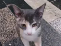 Gato raça SRD-ViraLata idade 2 a 6 meses nome Rosinha