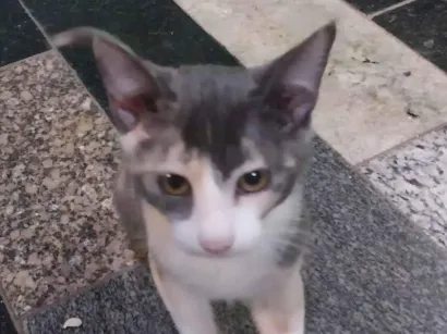 Gato raça SRD-ViraLata idade 2 a 6 meses nome Rosinha