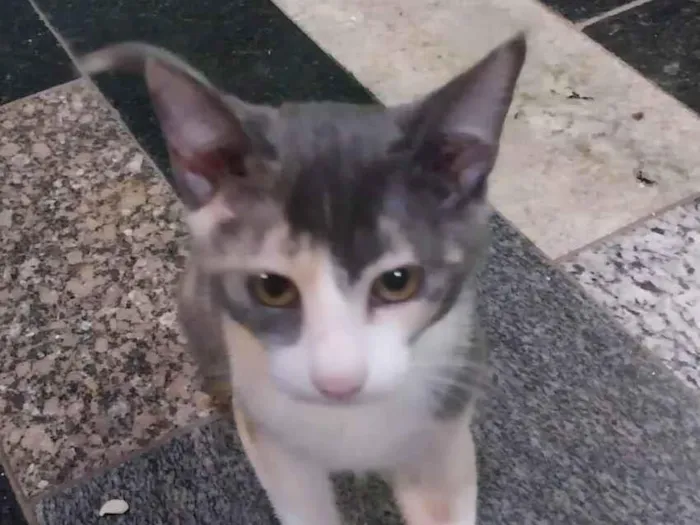 Gato raça SRD-ViraLata idade 2 a 6 meses nome Rosinha