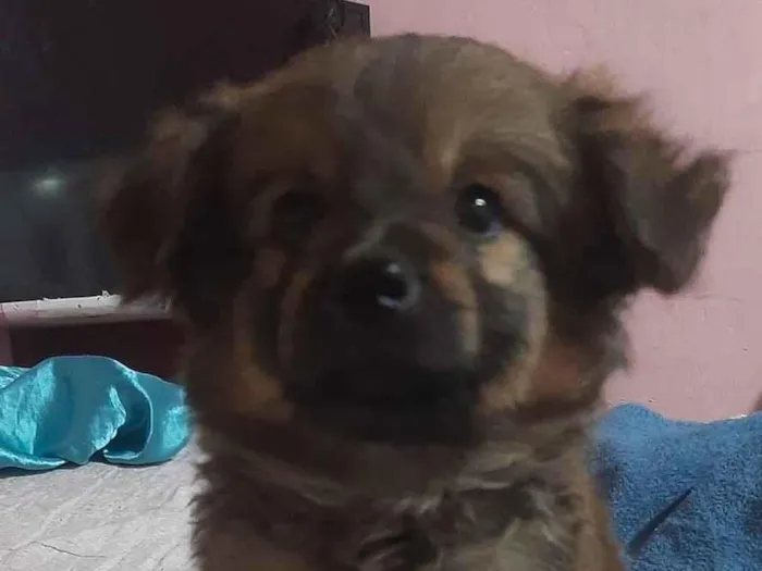 Cachorro raça SRD-ViraLata idade 2 a 6 meses nome Sarah Janne