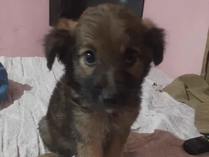 Cachorro raça SRD-ViraLata idade 2 a 6 meses nome Sarah Janne