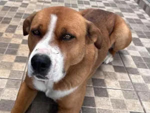 Cachorro raça SRD-ViraLata idade 1 ano nome Sem nome