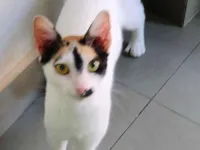 Gato raça SRD-ViraLata idade 2 a 6 meses nome Linda