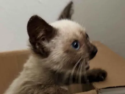 Gato raça Siamês idade 2 a 6 meses nome Jeca