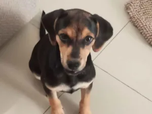 Cachorro raça SRD-ViraLata idade 2 a 6 meses nome Maia