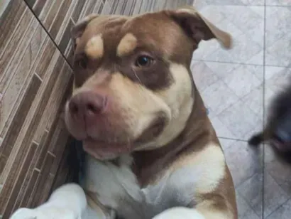 Cachorro raça Pit-Bull idade 1 ano nome Hulk