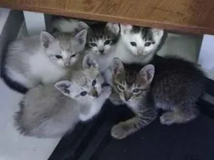 Gato raça SRD-ViraLata idade Abaixo de 2 meses nome Sem nome