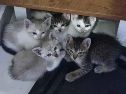 Gato raça SRD-ViraLata idade Abaixo de 2 meses nome Sem nome