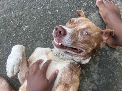 Cachorro raça Pit-Bull idade 3 anos nome Ethan