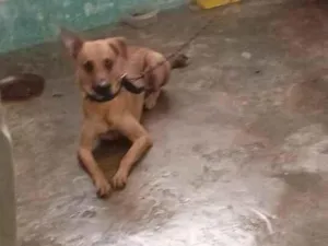 Cachorro raça SRD-ViraLata idade 2 anos nome Duke 