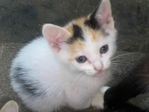 Gato raça SRD-ViraLata idade Abaixo de 2 meses nome Mabel