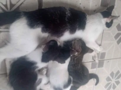 Gato raça SRD-ViraLata idade 2 a 6 meses nome Ester Almeida do Nascimento Lima