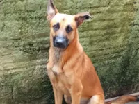 Cachorro raça Pastor Alemão idade 2 a 6 meses nome Bolinha