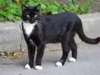 Gato raça SRD-ViraLata idade 1 ano nome Lili