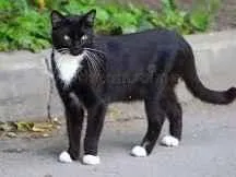 Gato raça SRD-ViraLata idade 1 ano nome Lili