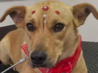 Cachorro raça SRD-ViraLata idade 2 anos nome Hanna