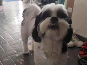 Cachorro raça Shitzu idade 6 ou mais anos nome Jorel